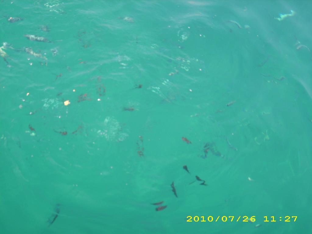 crapi - dsci1864.JPG